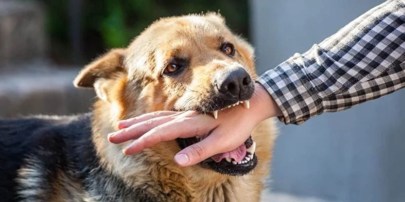 Làm gì để hóa giải khi mơ thấy chó cắn?